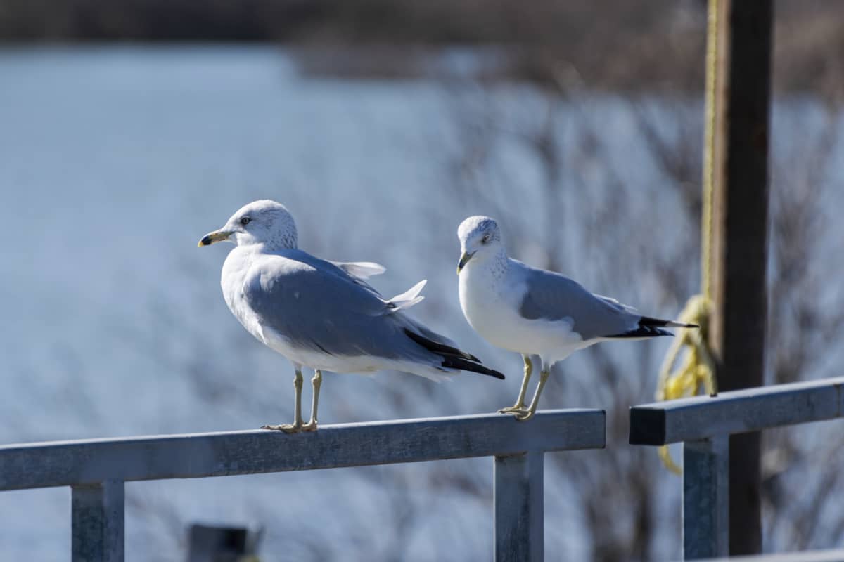 Birds perched on deck railing