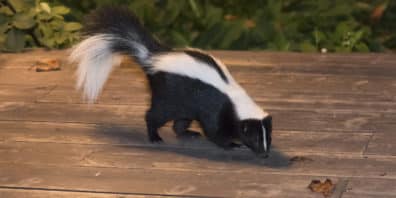 Skunk on a backyard deck