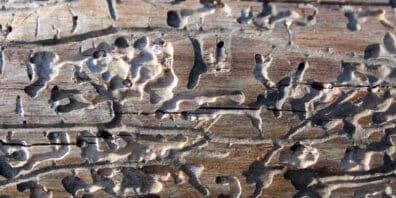 wooden dock pests